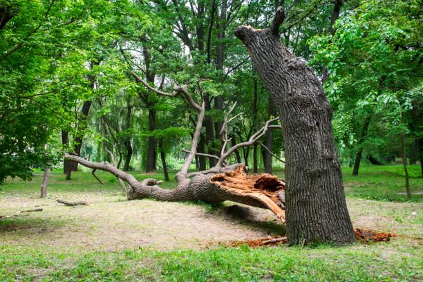 How Our Tree Care Process Works  in  Lookout Mountain, GA